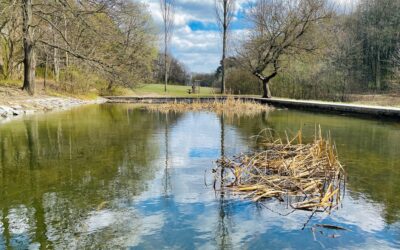 Pappelteich gerettet
