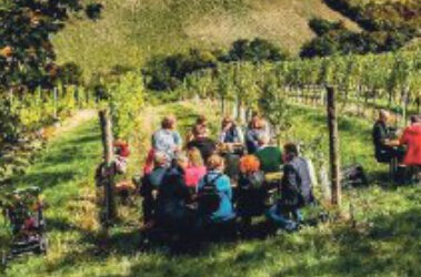 Weinwandern in Mauer